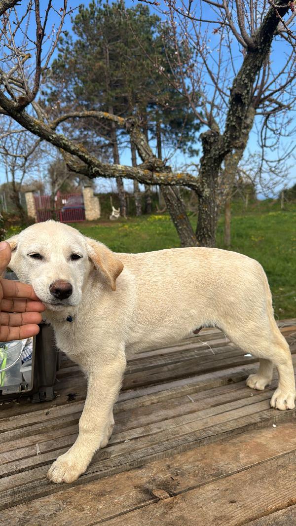 Nimbus splendido cucciolotto simil labrador cerca casa Foto 5